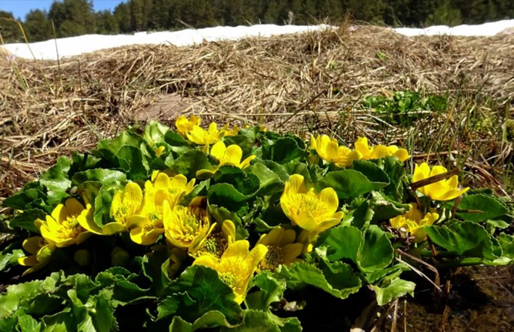 Havaların ısınmasıyla Sarıkamış'ta baharın güzellikleri ortaya çıktı