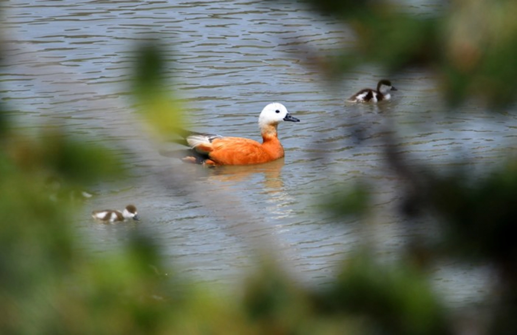 Kars'ta yumurtadan çıkan angutlar doğayla buluştu