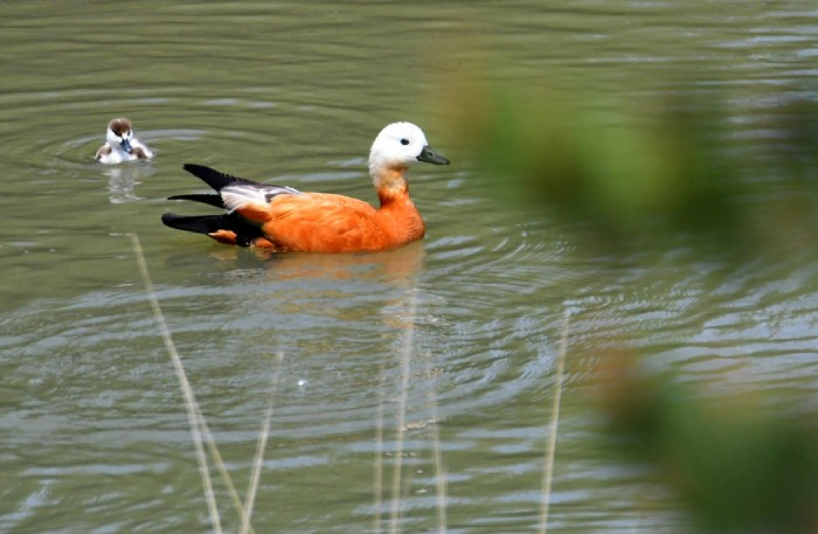 Kars'ta yumurtadan çıkan angutlar doğayla buluştu