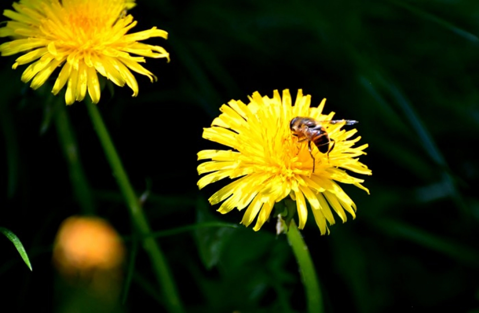 Kars'ın yüksek kesimleri rengarenk çiçeklerle kaplandı