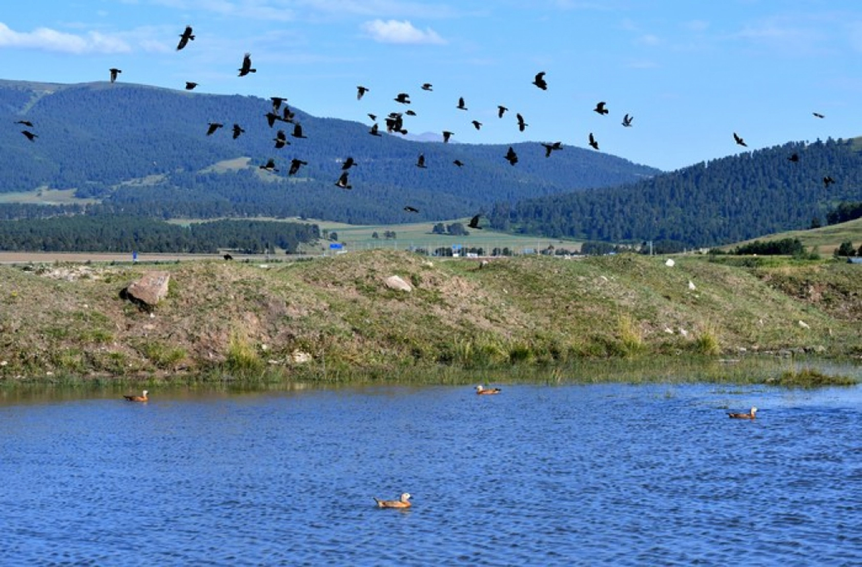 Sarıkamış'ın sulak alanları yaban kuşlarına ev sahipliği yapıyor