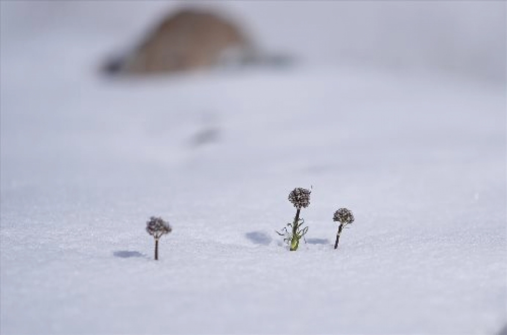 Palandöken Dağı'nda açan çiçekler doğaya renk kattı