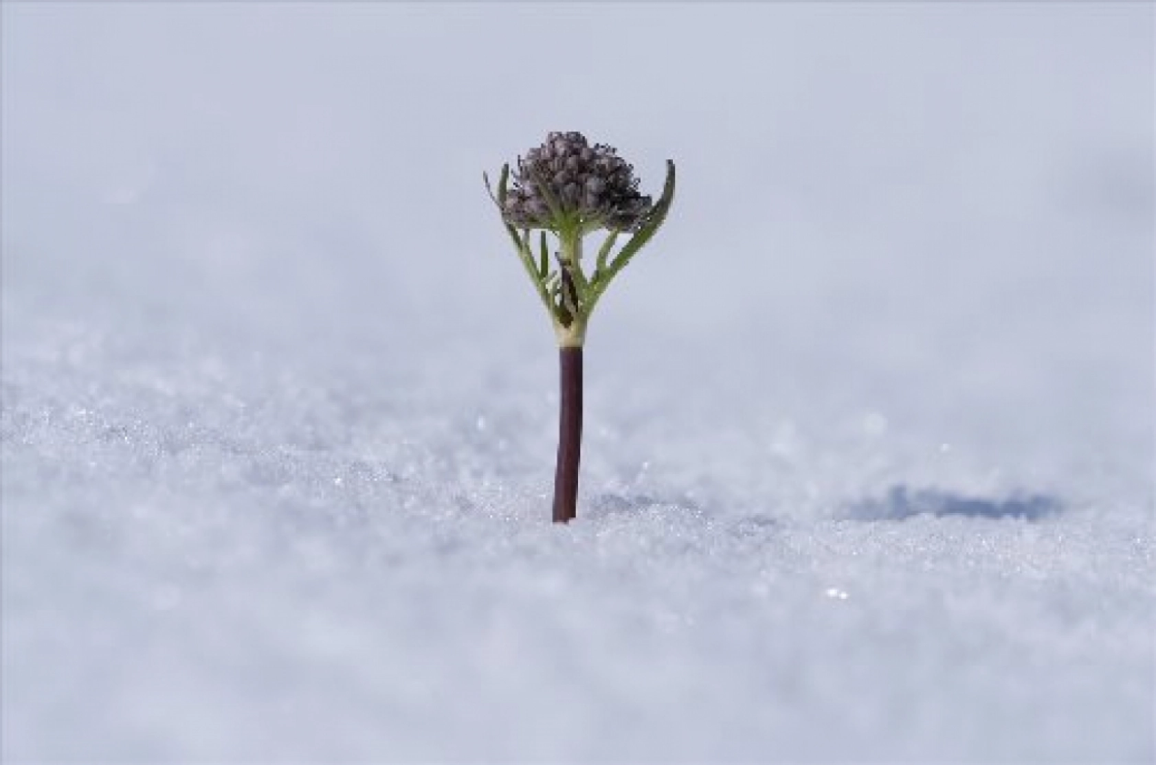Palandöken Dağı'nda açan çiçekler doğaya renk kattı
