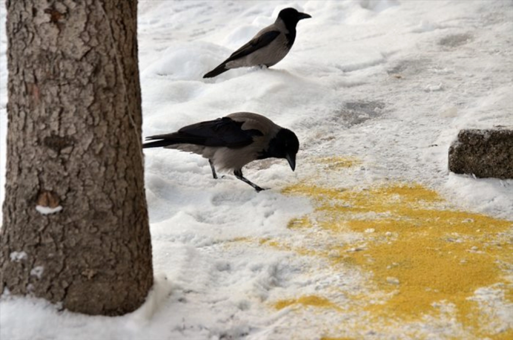 Erzurum, Kars ve Ardahan'da kar yağışı etkili oldu
