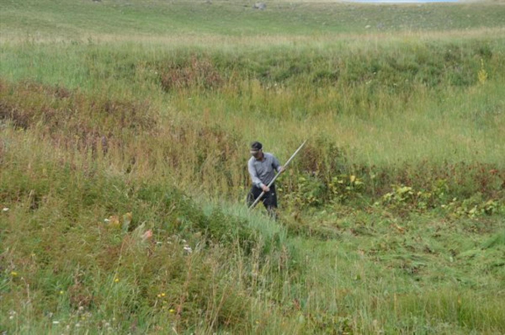 Güneş Altında Zorlu Ot Biçme Mesaisi Sürüyor