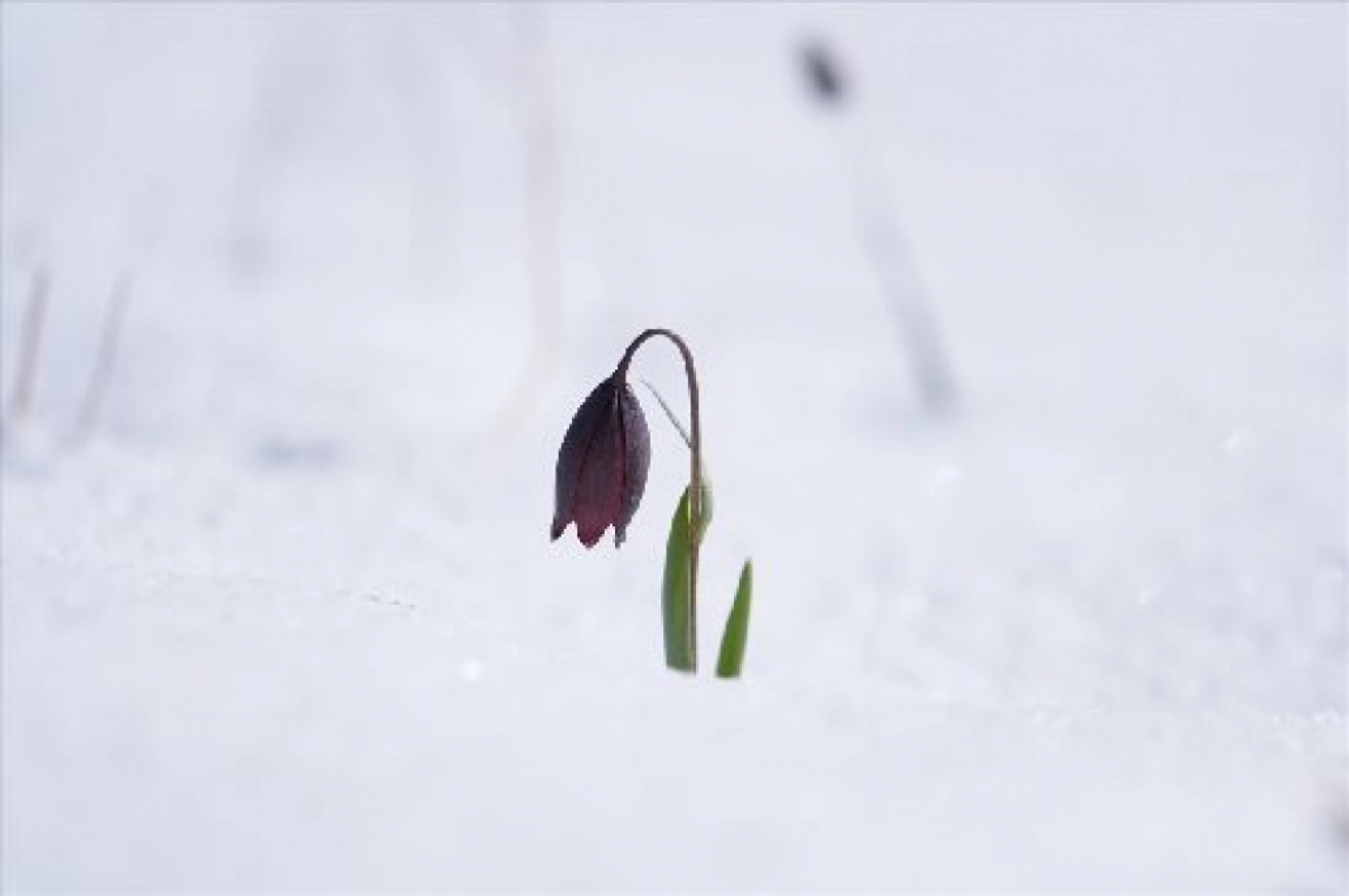 Palandöken Dağı'nda açan çiçekler doğaya renk kattı