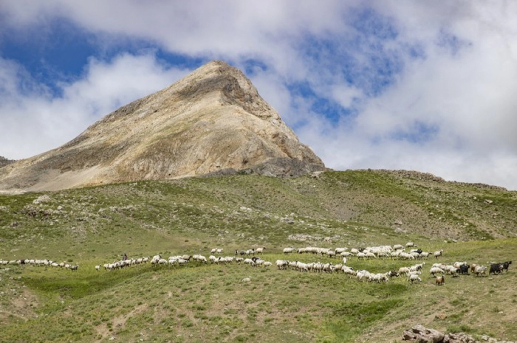 Tunceli Yaylalarında Zorlu Mesai: Göçerler Doğal Peynir Üretimiyle Geçimini Sağlıyor