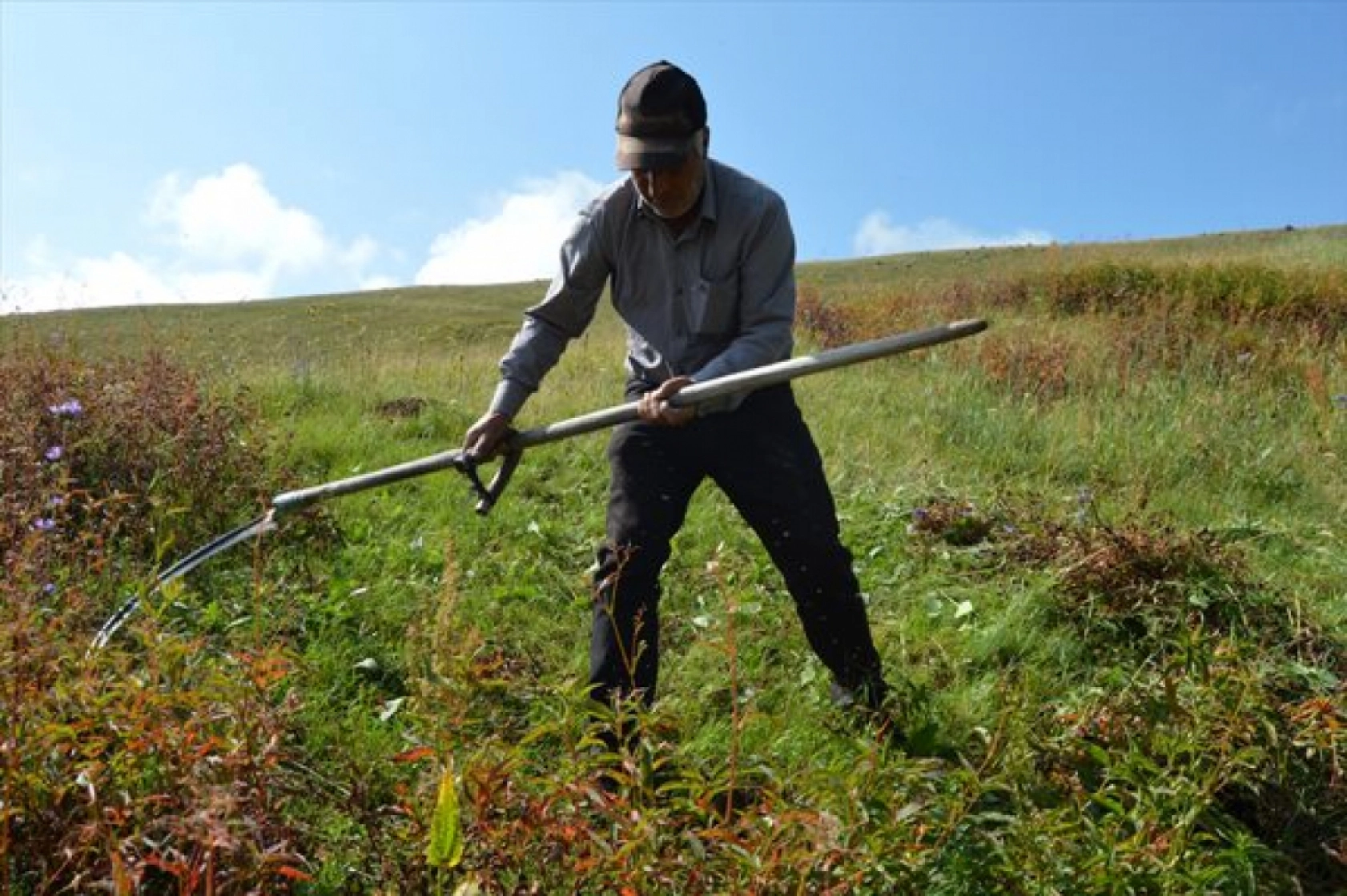 Güneş Altında Zorlu Ot Biçme Mesaisi Sürüyor