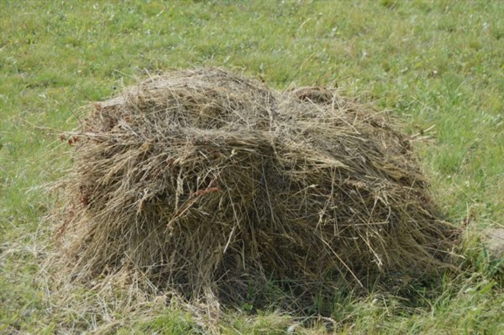 Güneş Altında Zorlu Ot Biçme Mesaisi Sürüyor