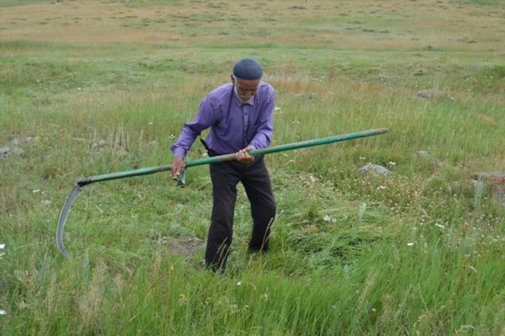 Güneş Altında Zorlu Ot Biçme Mesaisi Sürüyor