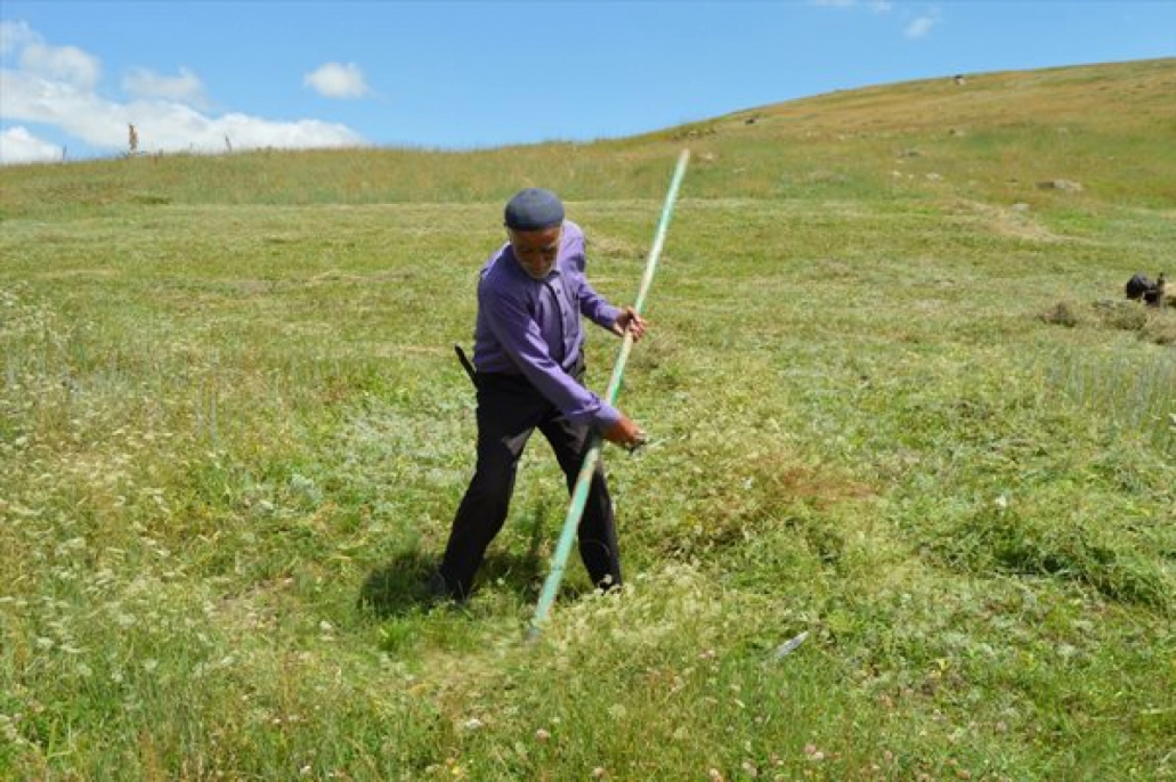 Güneş Altında Zorlu Ot Biçme Mesaisi Sürüyor