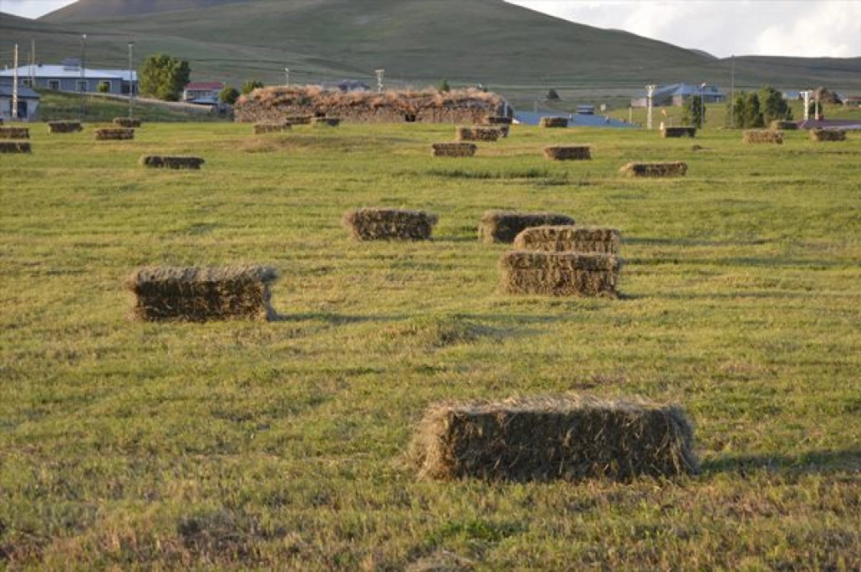 Güneş Altında Zorlu Ot Biçme Mesaisi Sürüyor