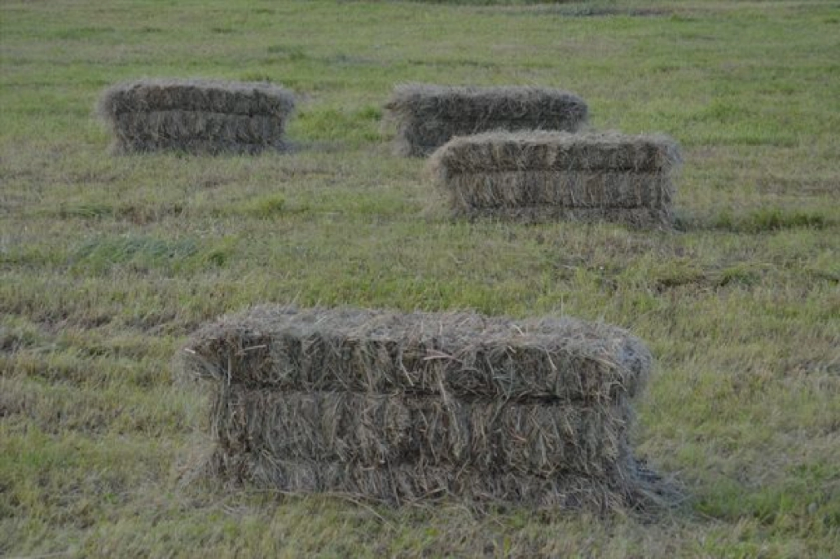 Güneş Altında Zorlu Ot Biçme Mesaisi Sürüyor