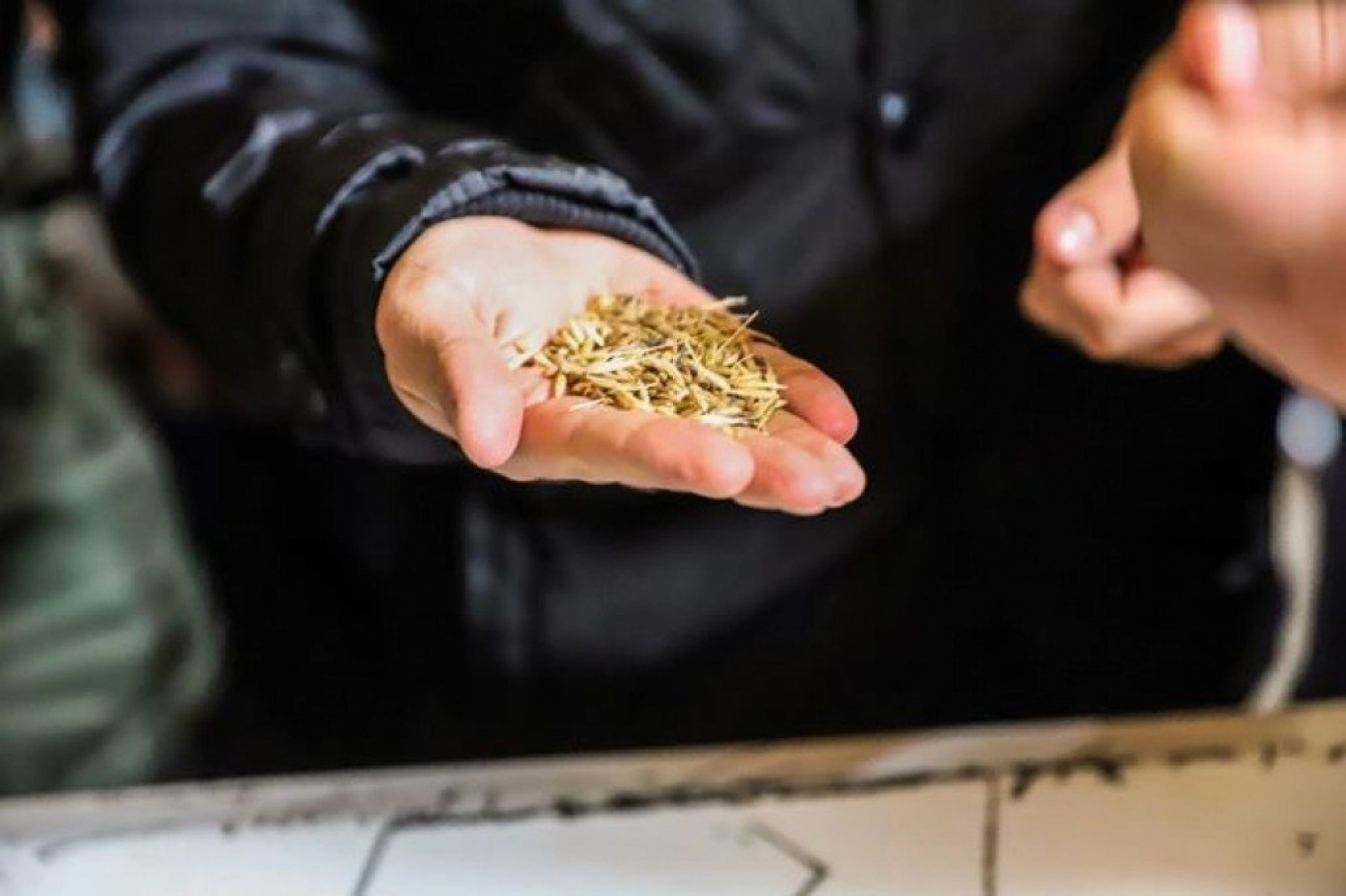 Kavılca Buğdayı ülke ekonomisine katma değer katacak