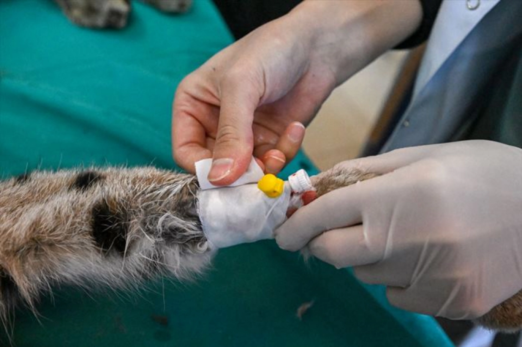 Van'da nesli tükenme tehlikesi altındaki yaralı vaşak için ekipler seferber oldu