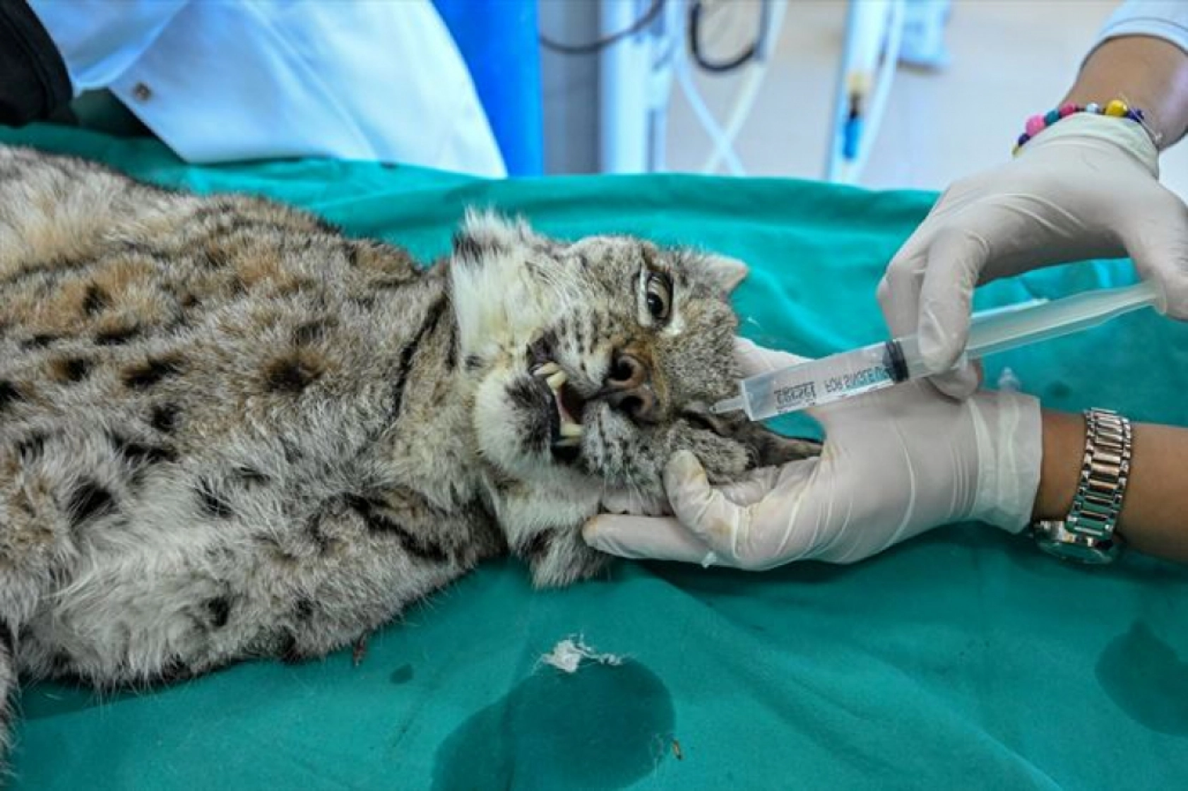 Van'da nesli tükenme tehlikesi altındaki yaralı vaşak için ekipler seferber oldu
