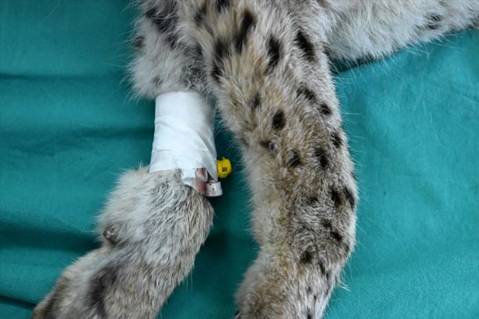 Van'da nesli tükenme tehlikesi altındaki yaralı vaşak için ekipler seferber oldu