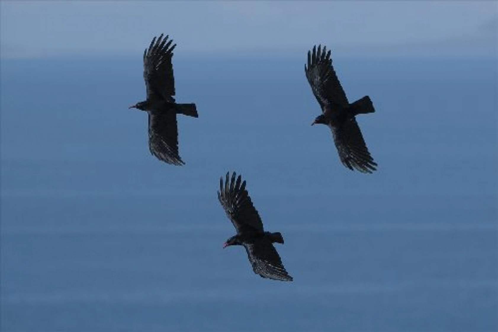 Van Gölü havzasında kuş popülasyonu artıyor