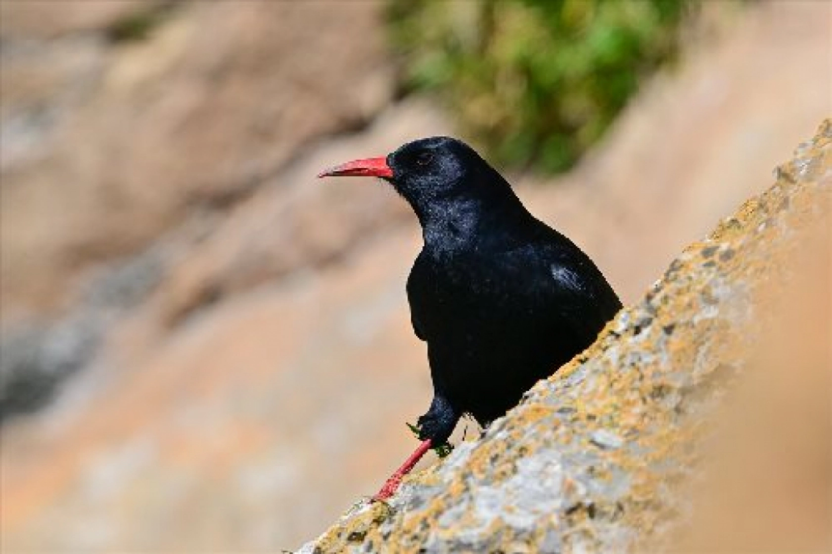 Van Gölü havzasında kuş popülasyonu artıyor
