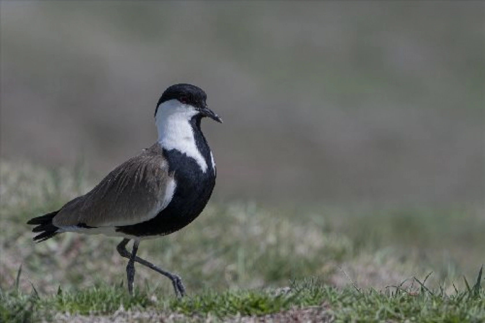 Van Gölü havzasında kuş popülasyonu artıyor
