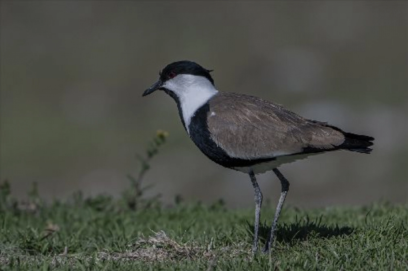 Van Gölü havzasında kuş popülasyonu artıyor