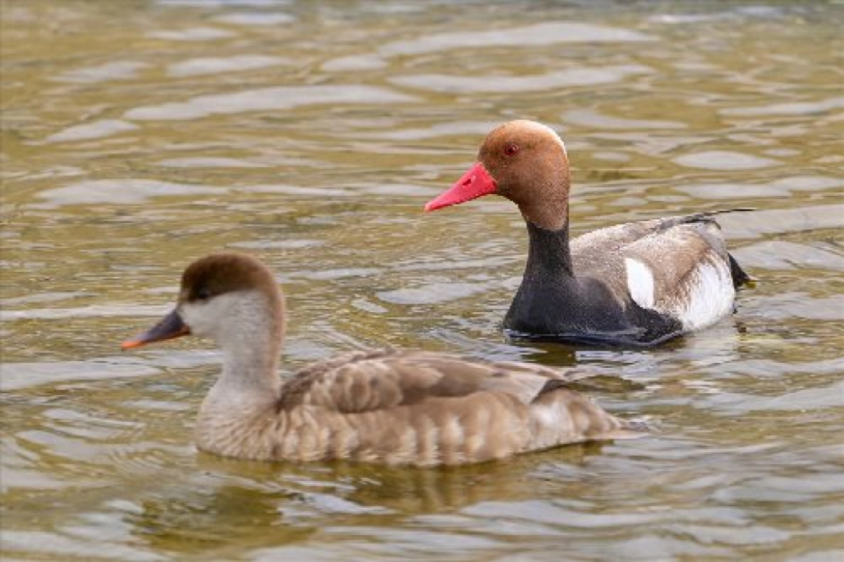 Van Gölü havzasında kuş popülasyonu artıyor