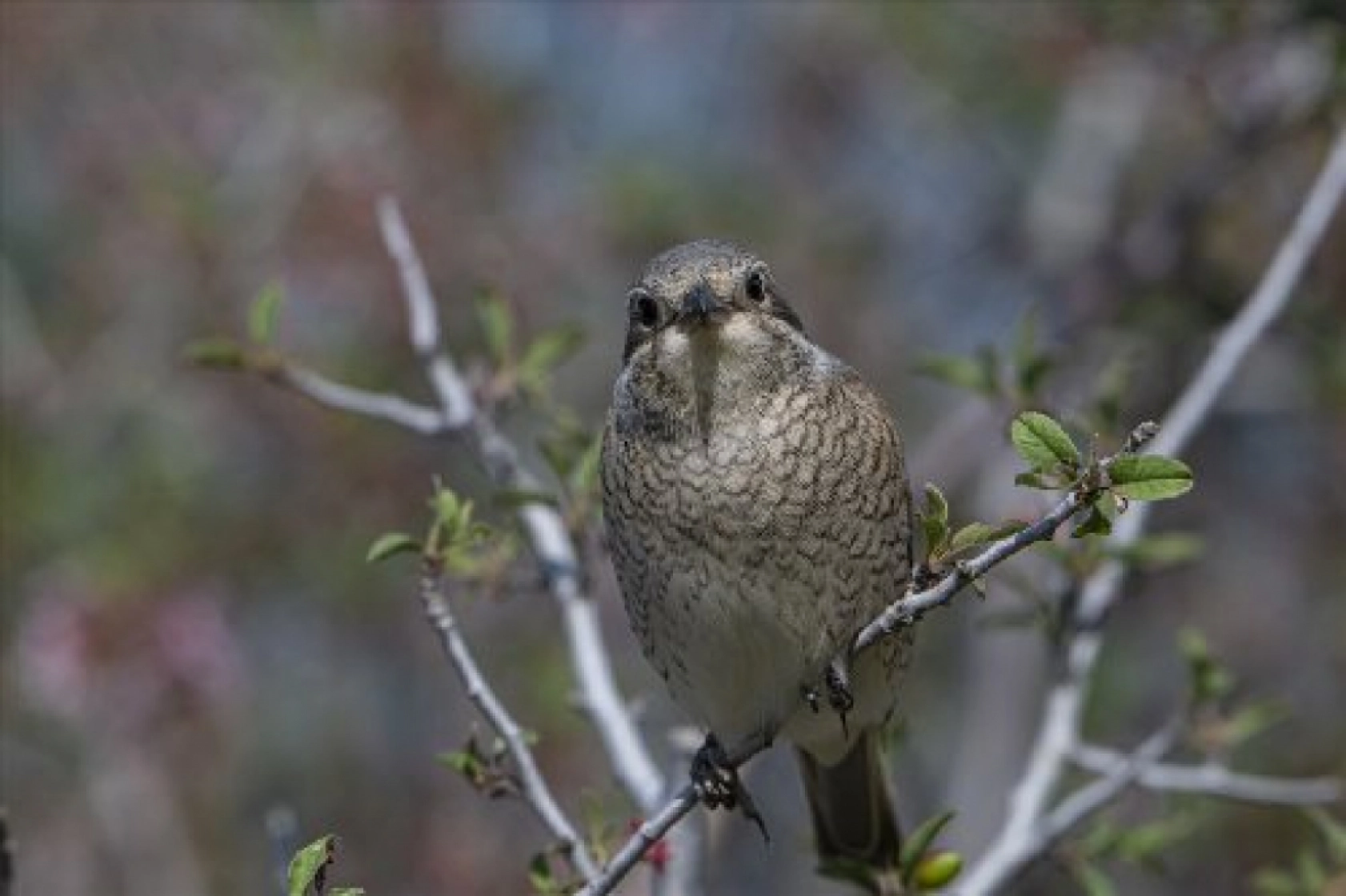 Van Gölü havzasında kuş popülasyonu artıyor