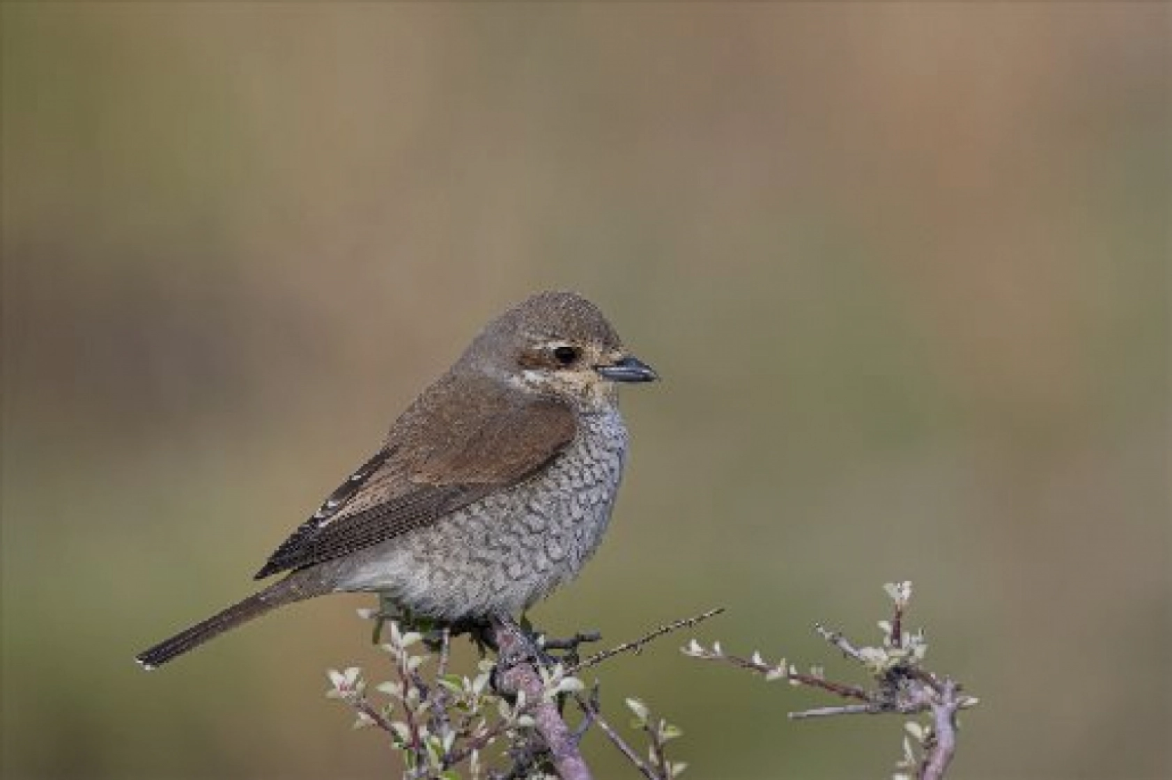 Van Gölü havzasında kuş popülasyonu artıyor