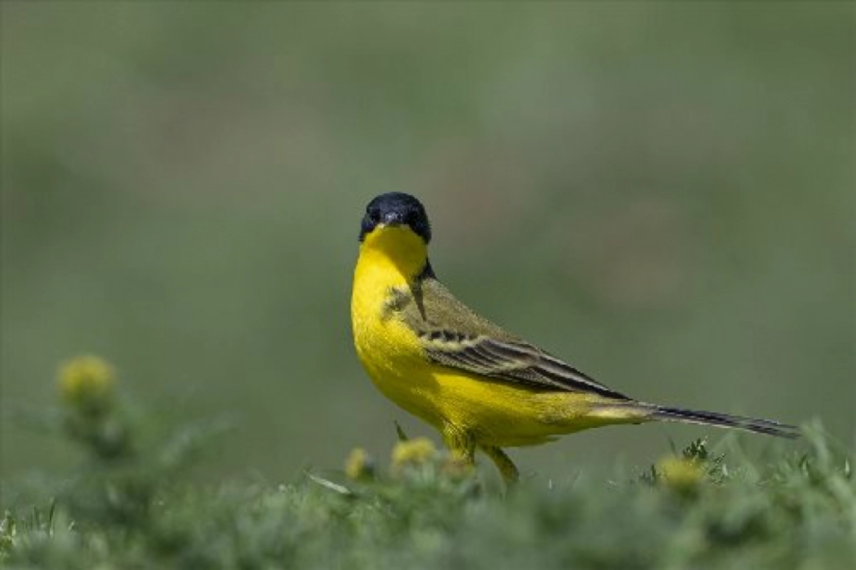 Van Gölü havzasında kuş popülasyonu artıyor