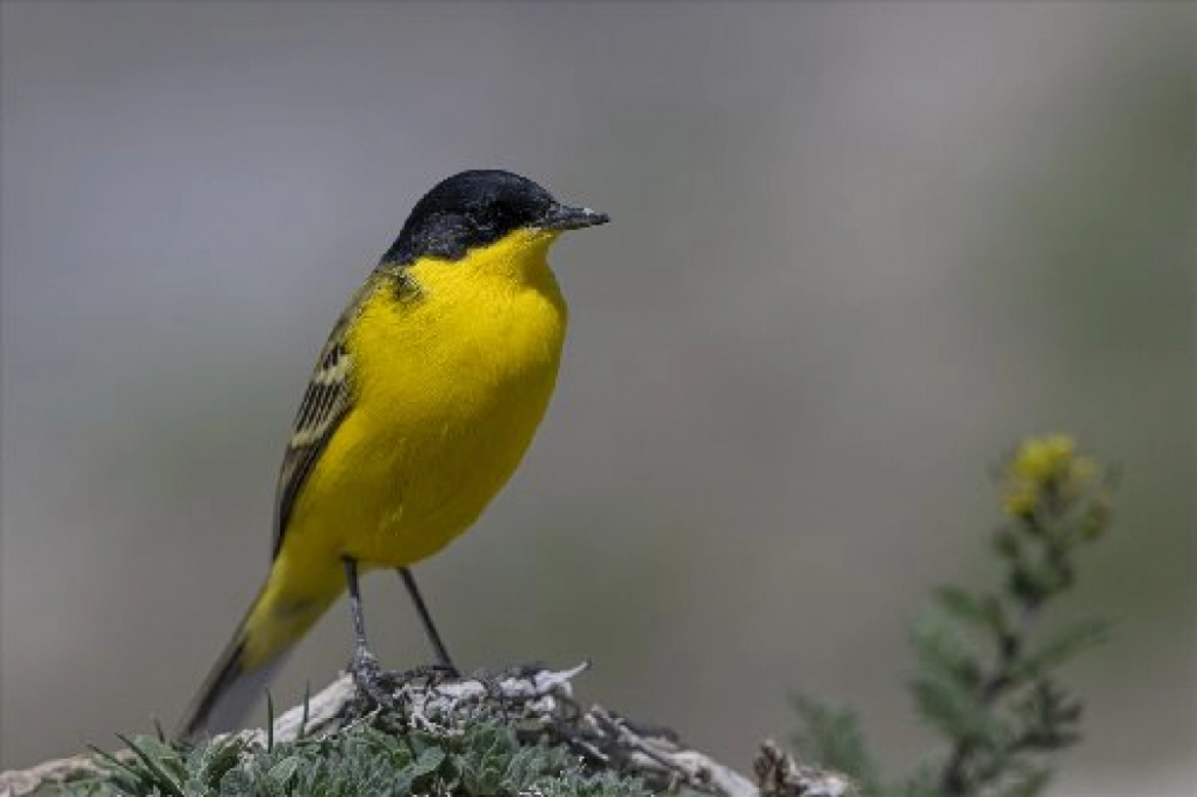 Van Gölü havzasında kuş popülasyonu artıyor