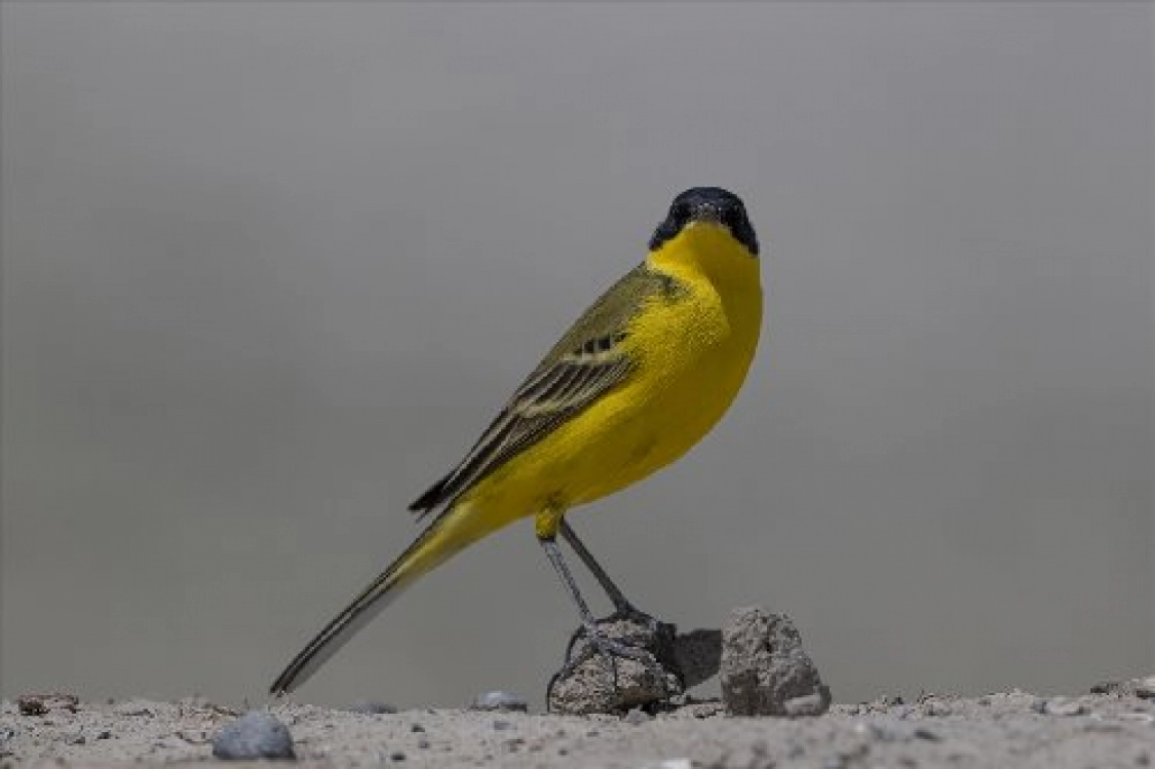 Van Gölü havzasında kuş popülasyonu artıyor