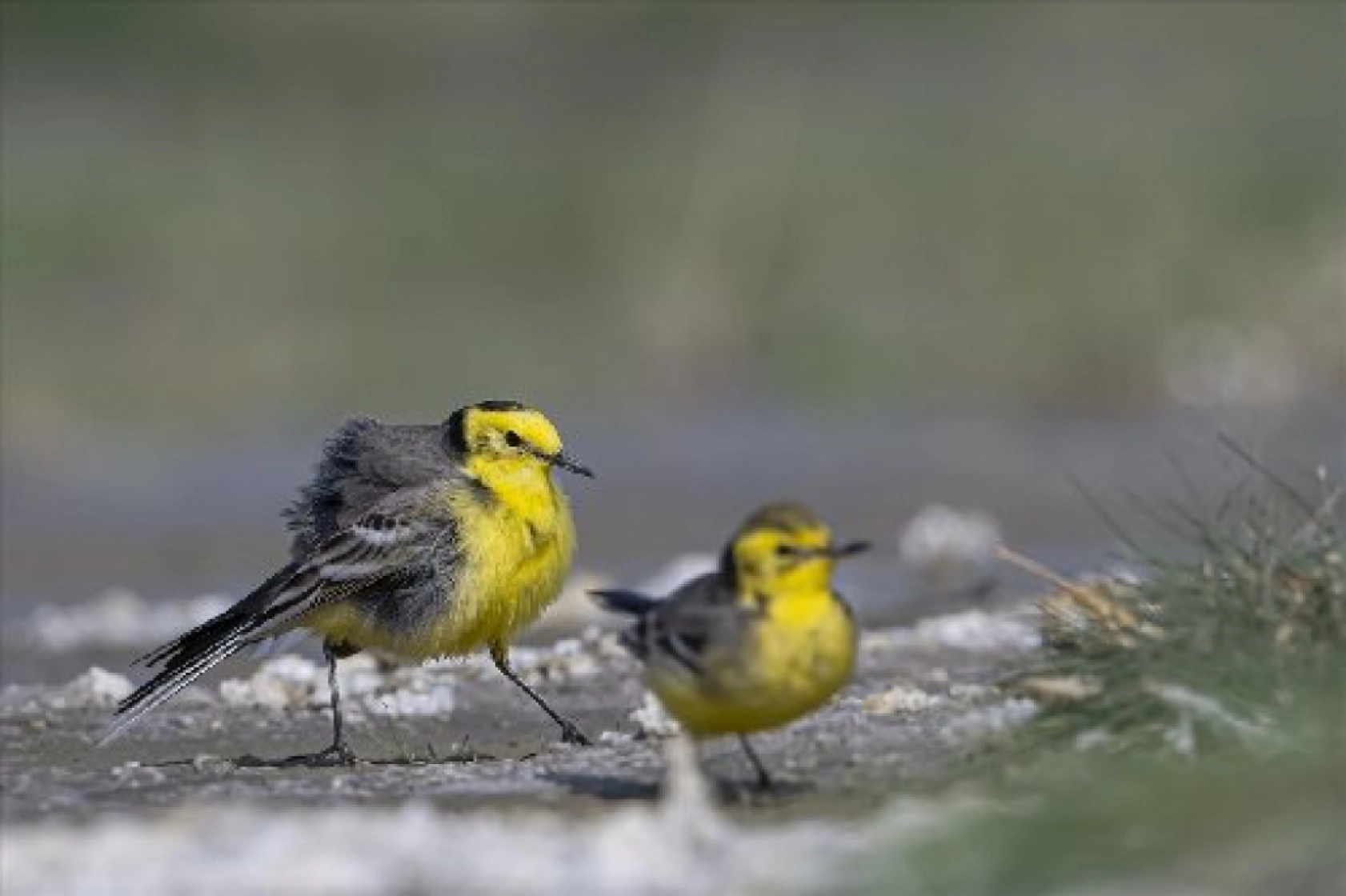 Van Gölü havzasında kuş popülasyonu artıyor