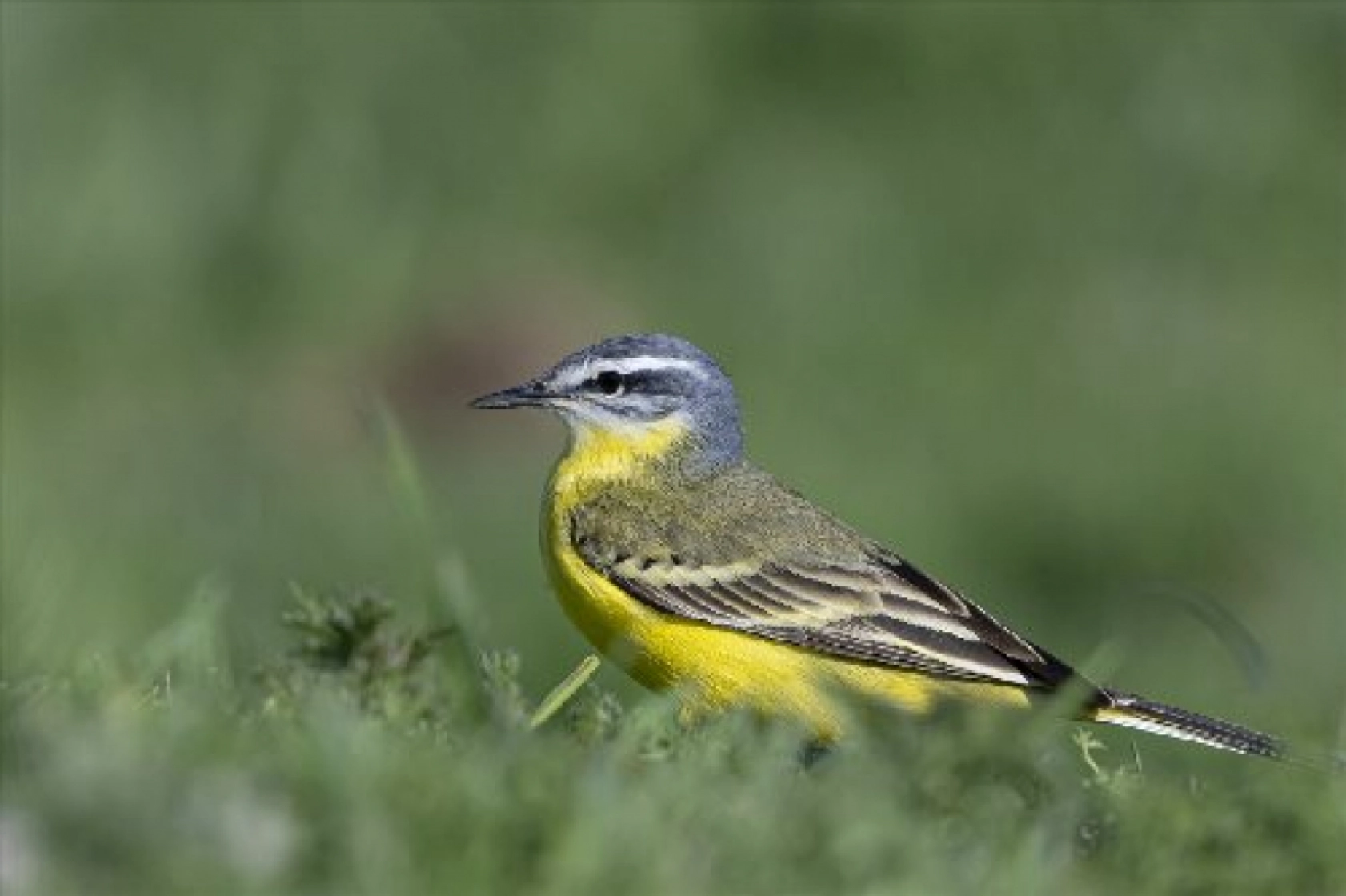 Van Gölü havzasında kuş popülasyonu artıyor