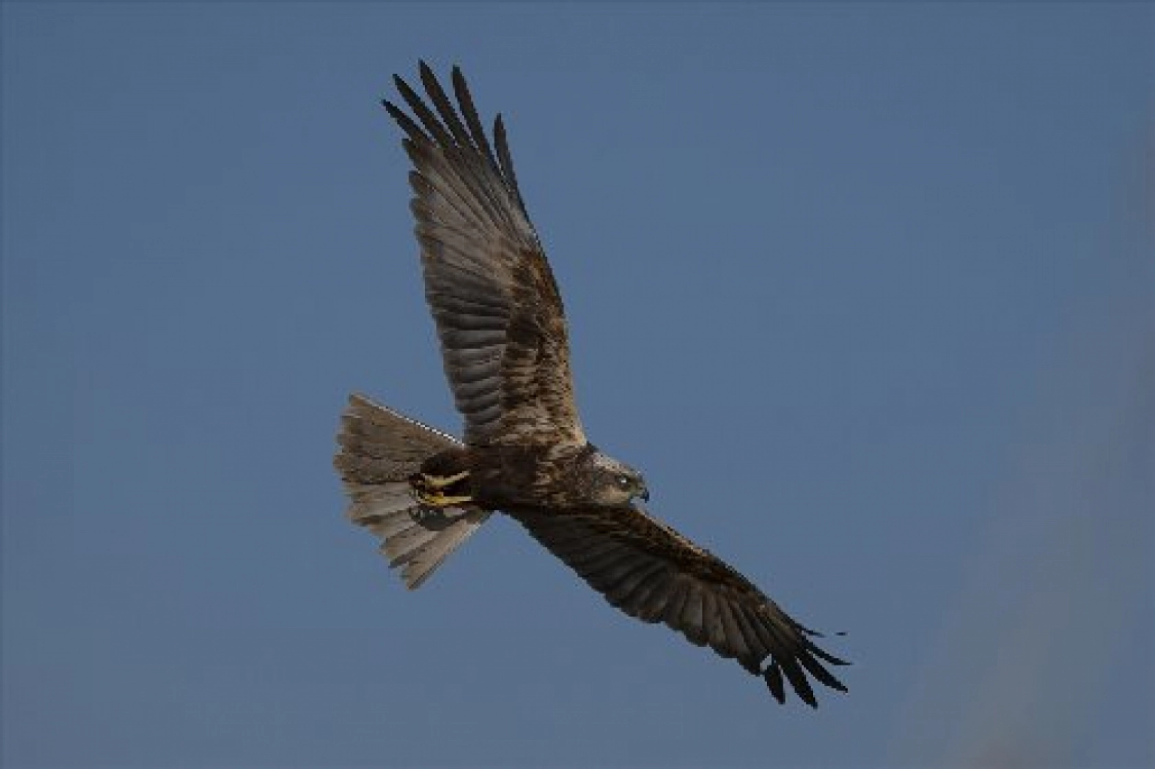 Van Gölü havzasında kuş popülasyonu artıyor