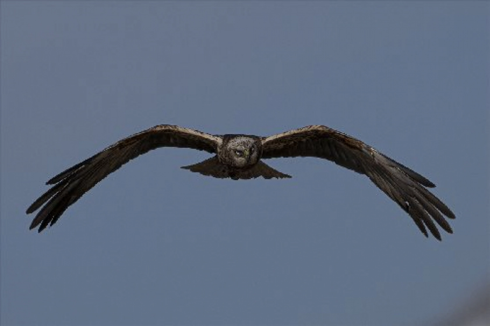 Van Gölü havzasında kuş popülasyonu artıyor