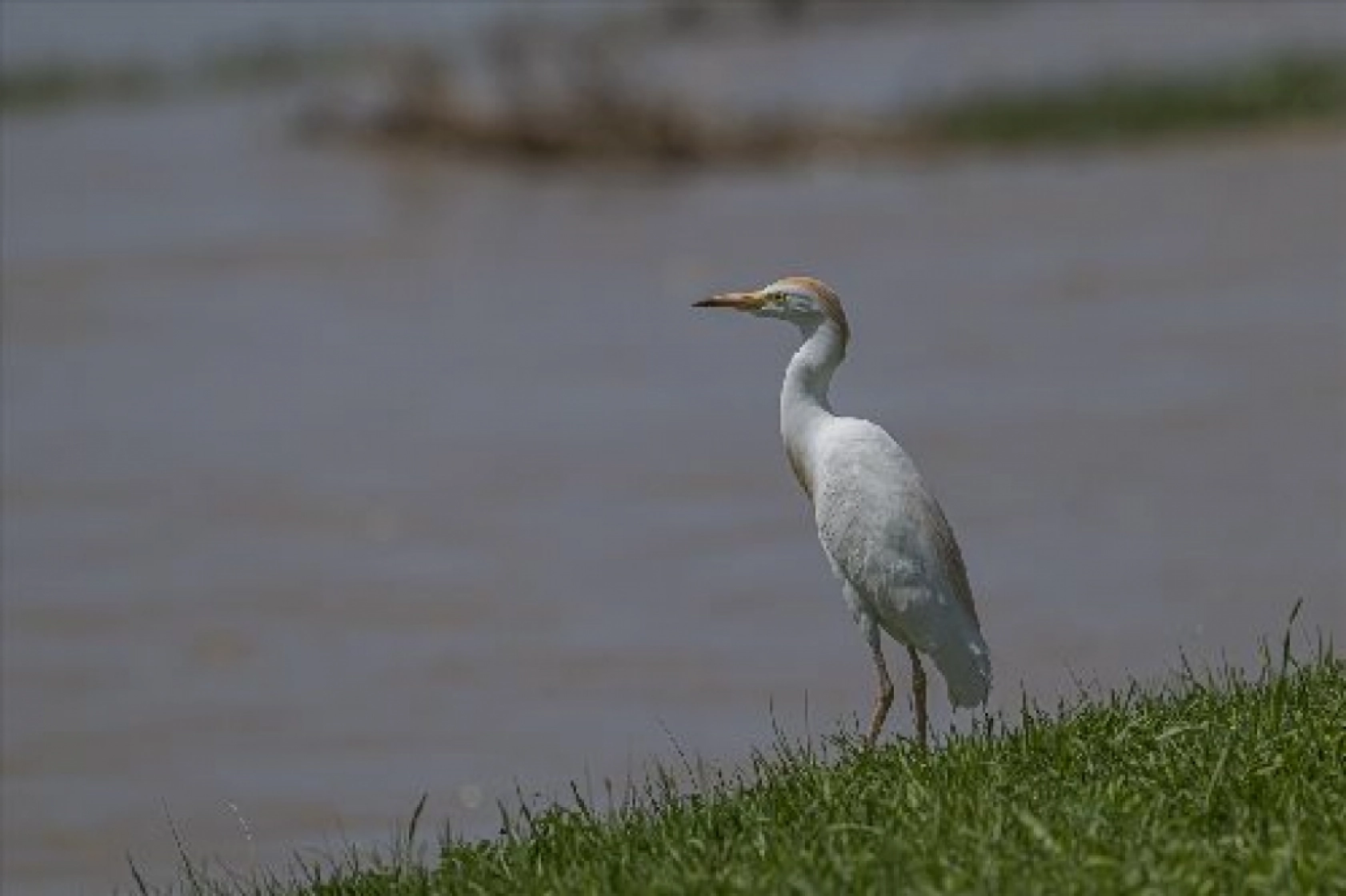 Van Gölü havzasında kuş popülasyonu artıyor