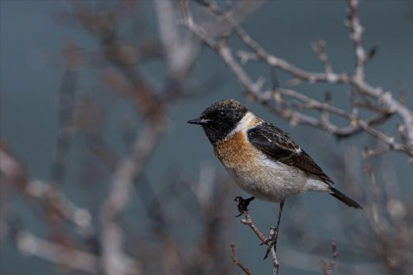 Van Gölü havzasında kuş popülasyonu artıyor