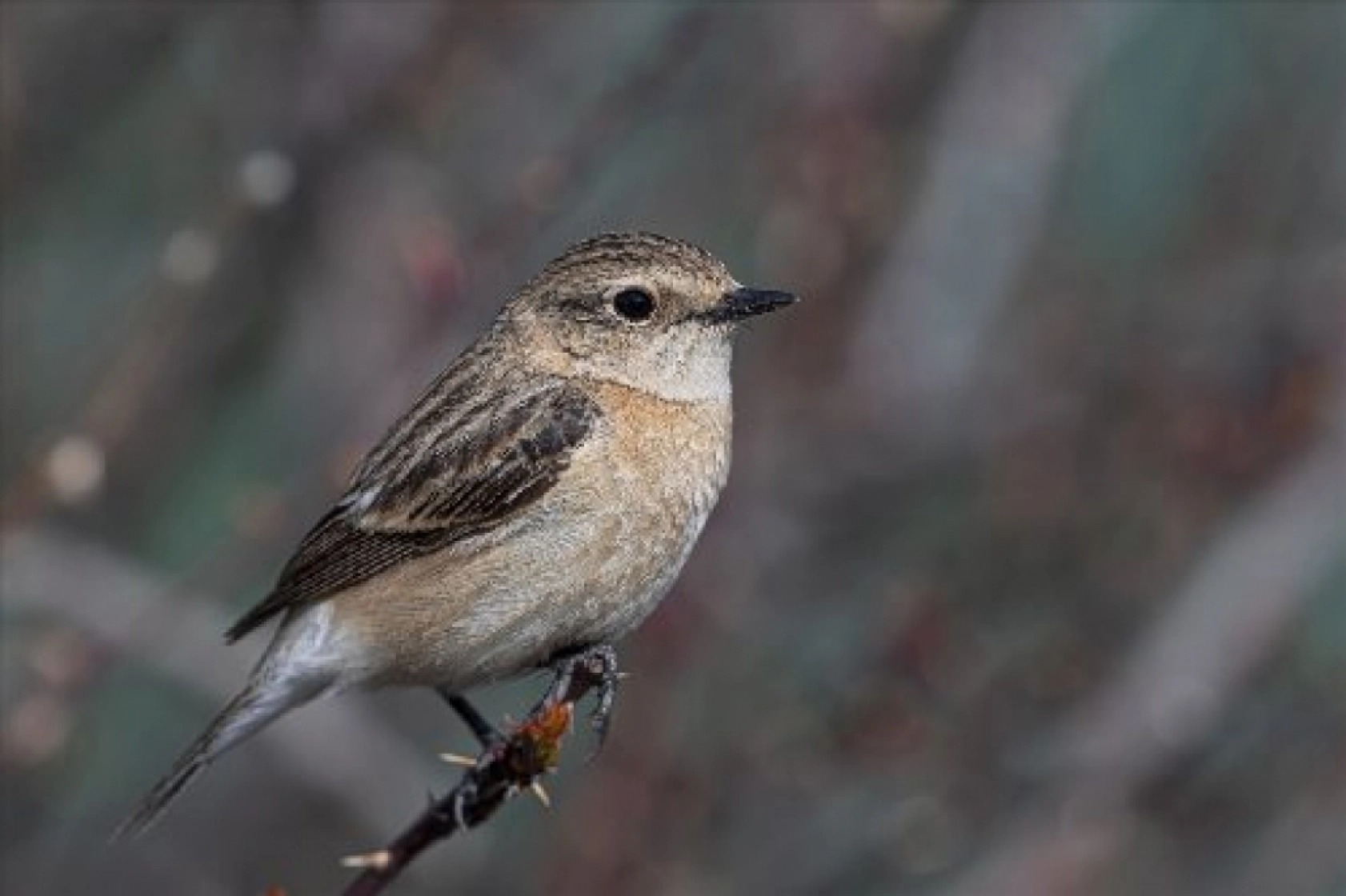 Van Gölü havzasında kuş popülasyonu artıyor