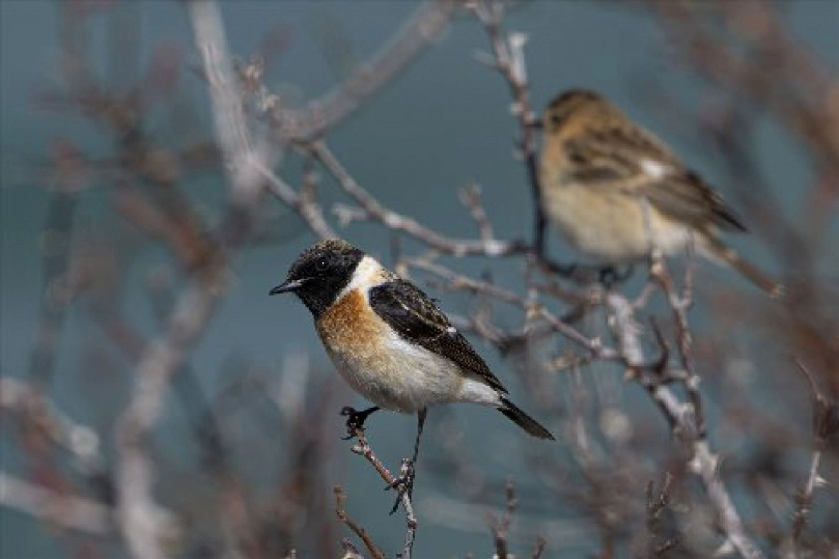 Van Gölü havzasında kuş popülasyonu artıyor