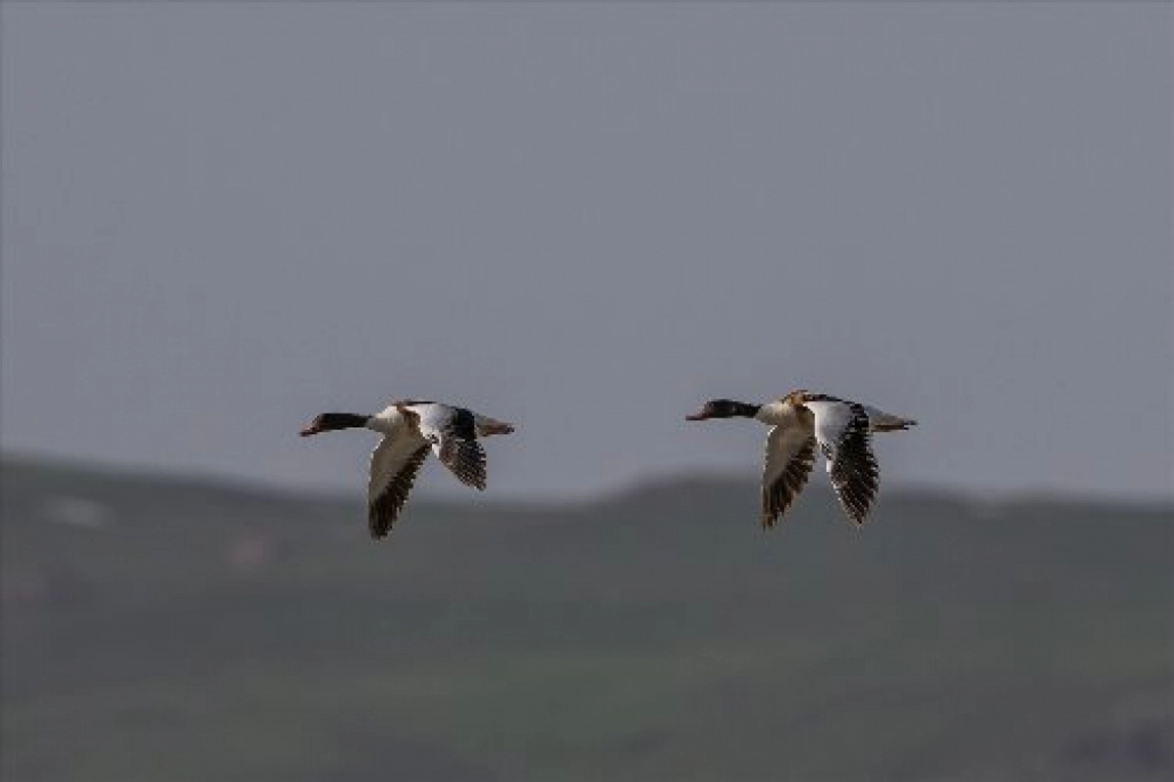 Van Gölü havzasında kuş popülasyonu artıyor