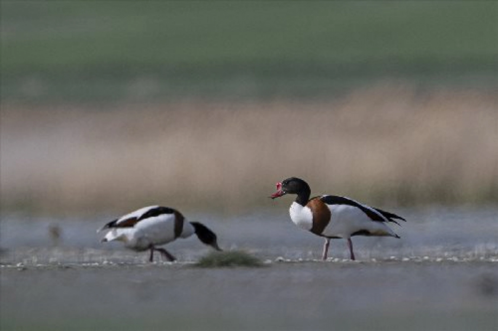 Van Gölü havzasında kuş popülasyonu artıyor