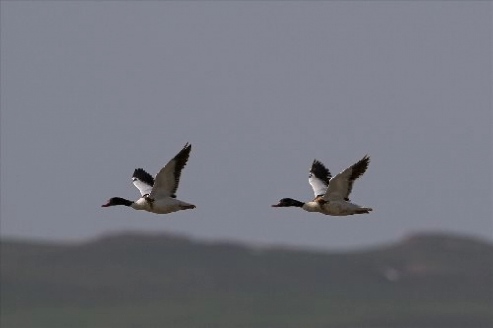 Van Gölü havzasında kuş popülasyonu artıyor