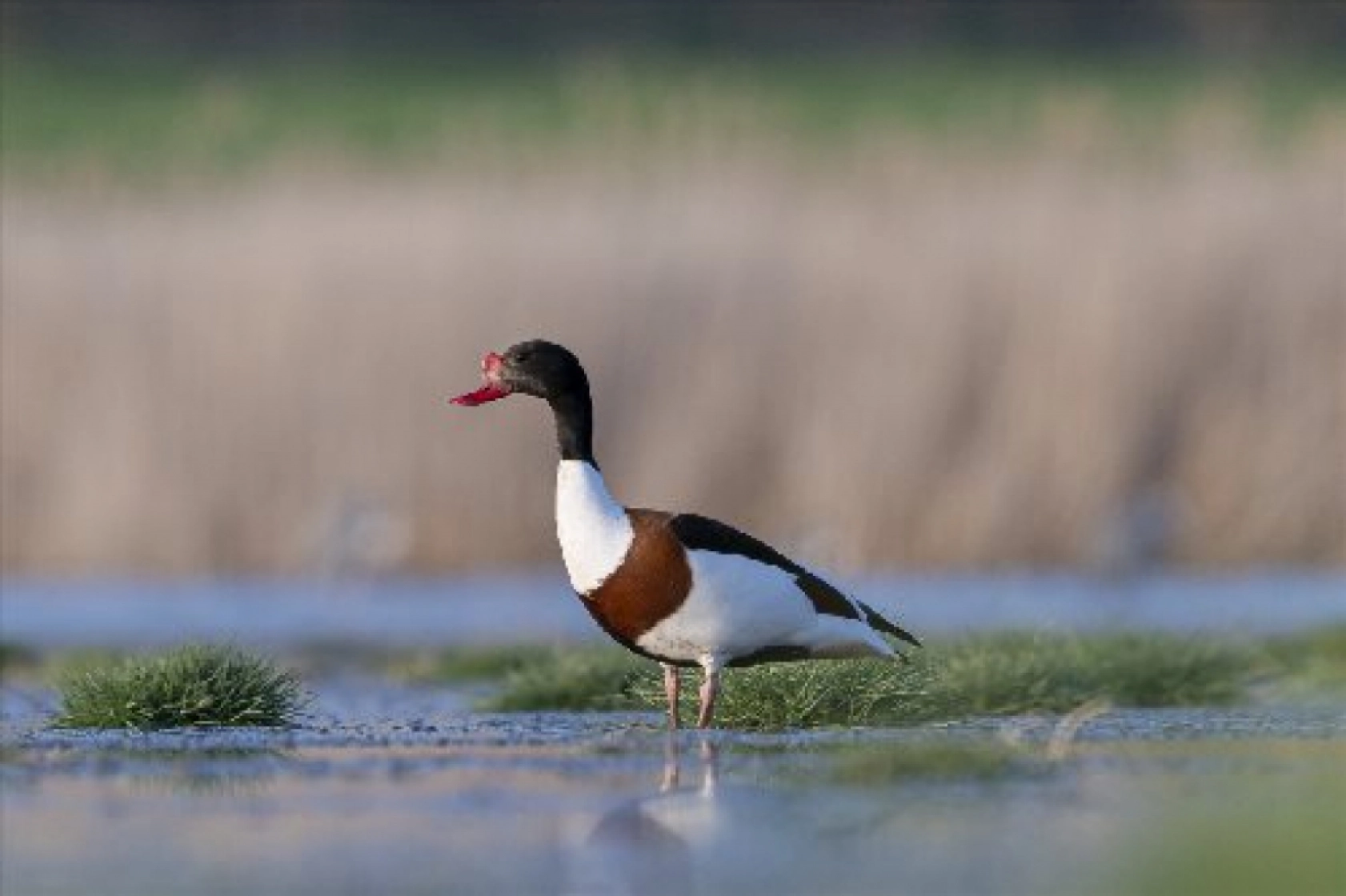Van Gölü havzasında kuş popülasyonu artıyor