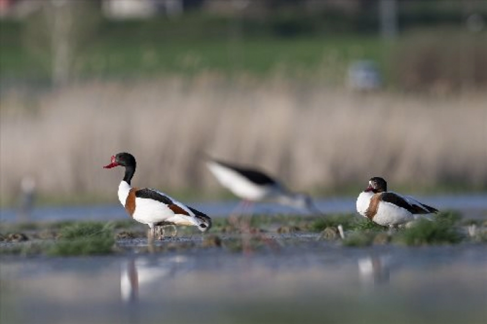 Van Gölü havzasında kuş popülasyonu artıyor