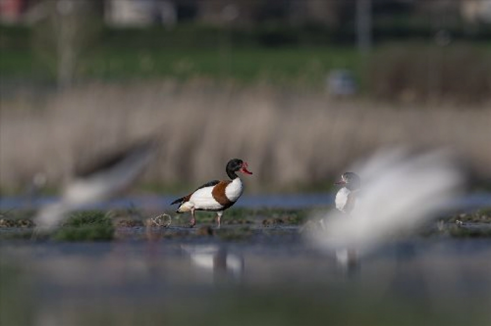 Van Gölü havzasında kuş popülasyonu artıyor