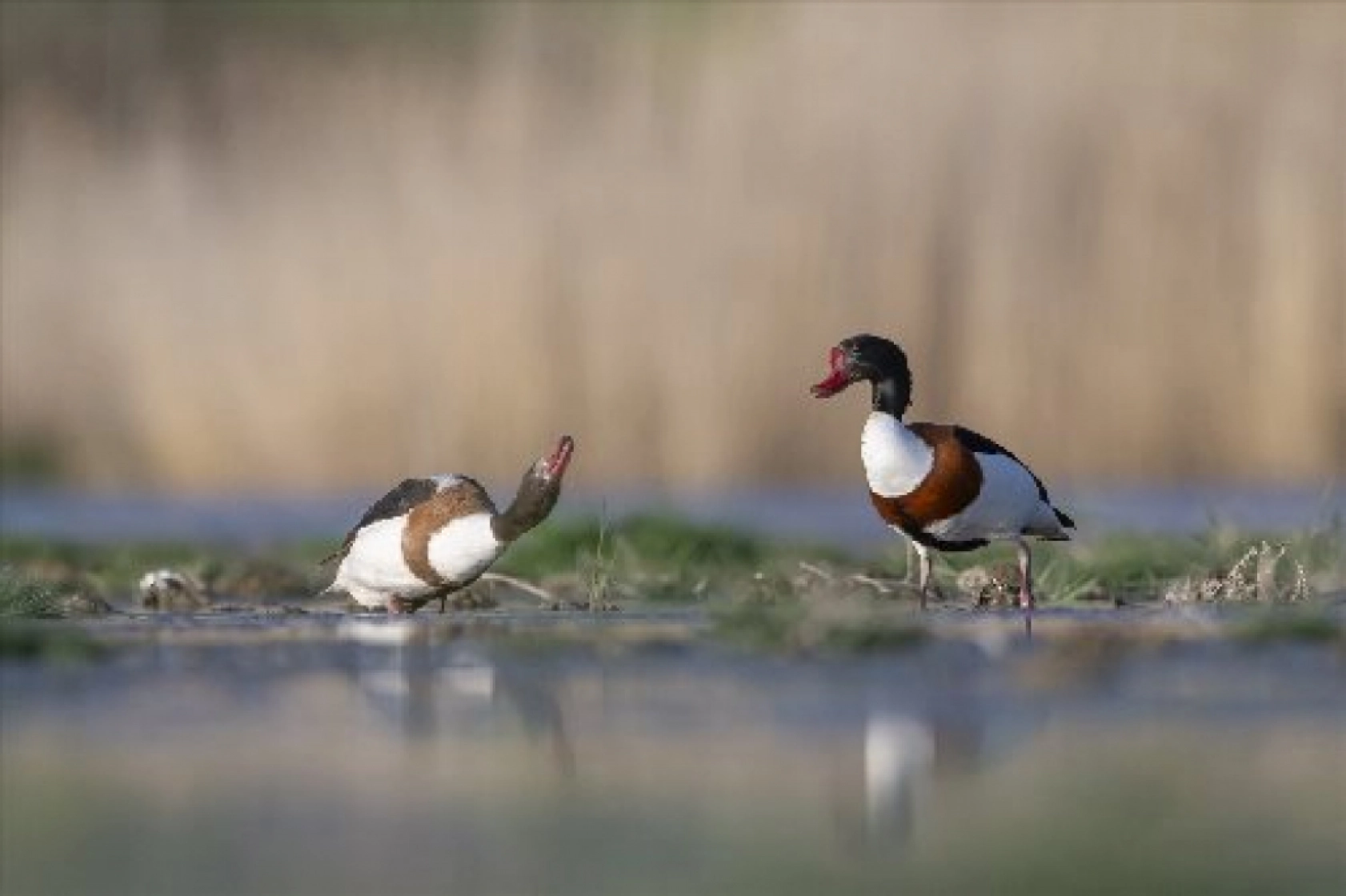 Van Gölü havzasında kuş popülasyonu artıyor