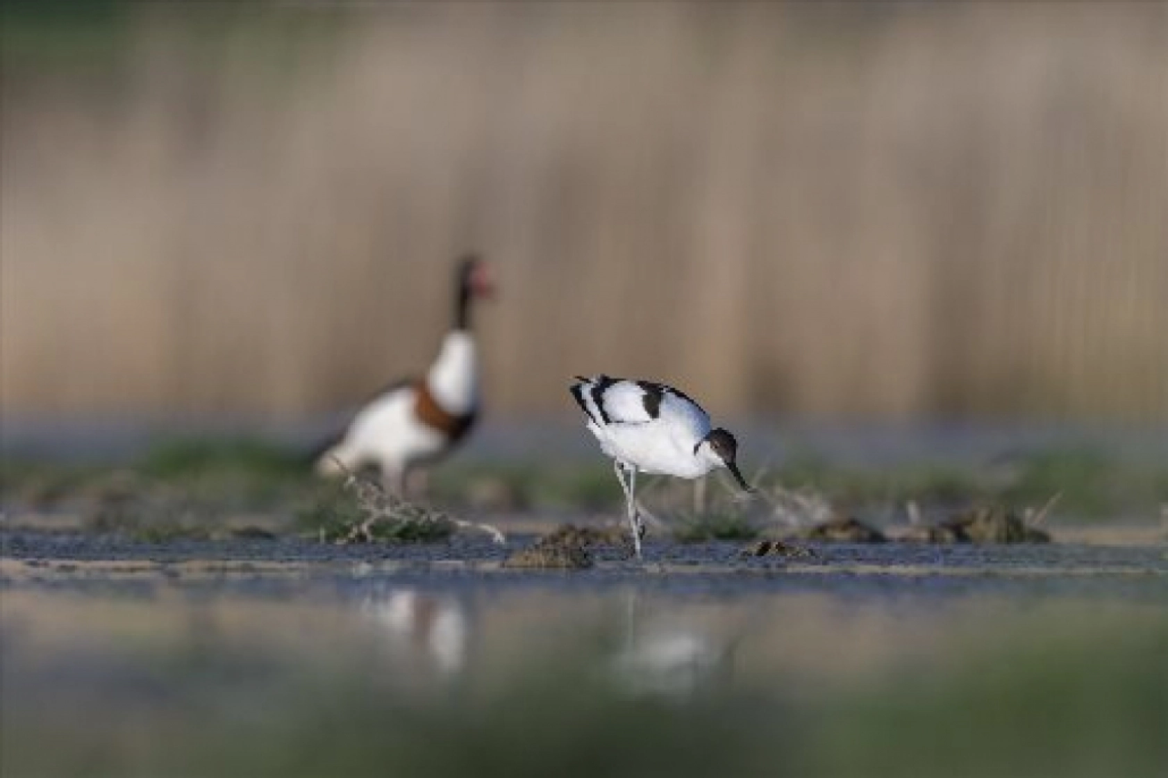 Van Gölü havzasında kuş popülasyonu artıyor