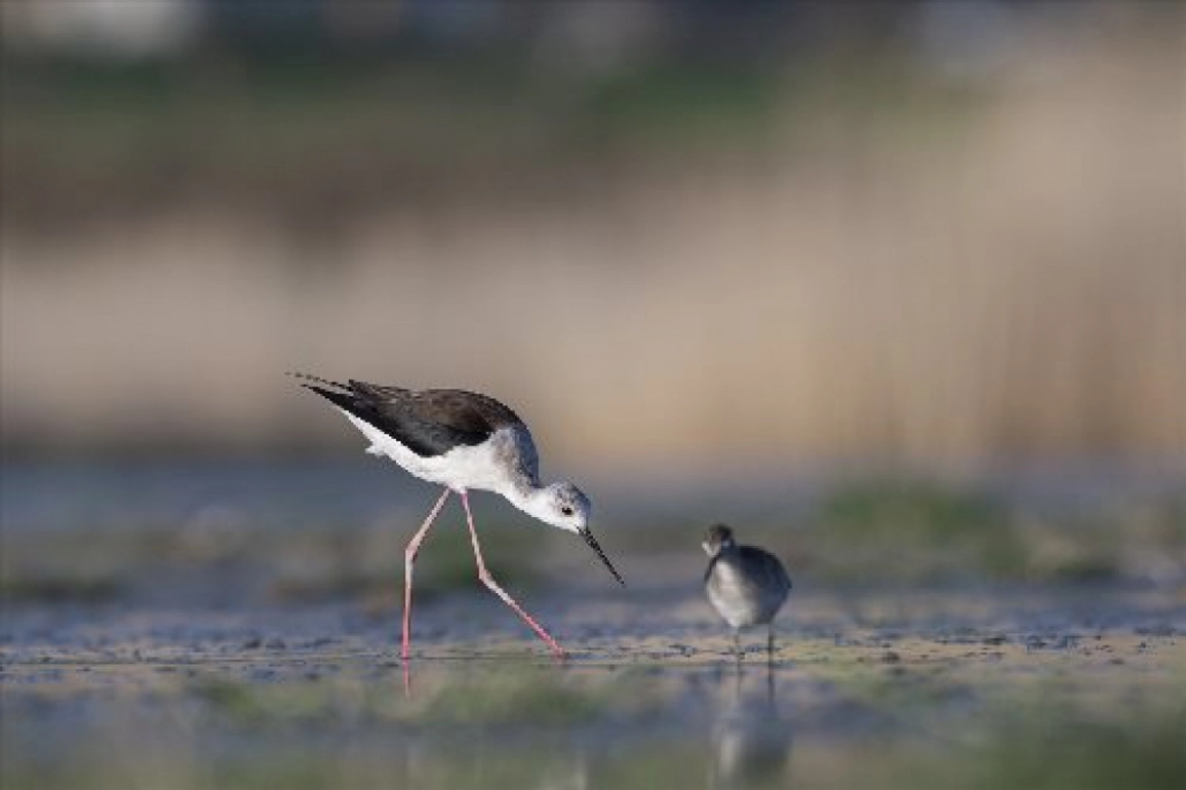 Van Gölü havzasında kuş popülasyonu artıyor