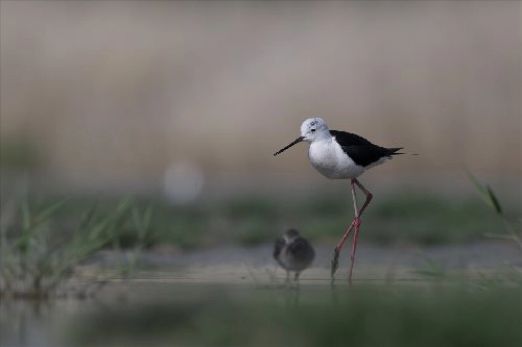 Van Gölü havzasında kuş popülasyonu artıyor
