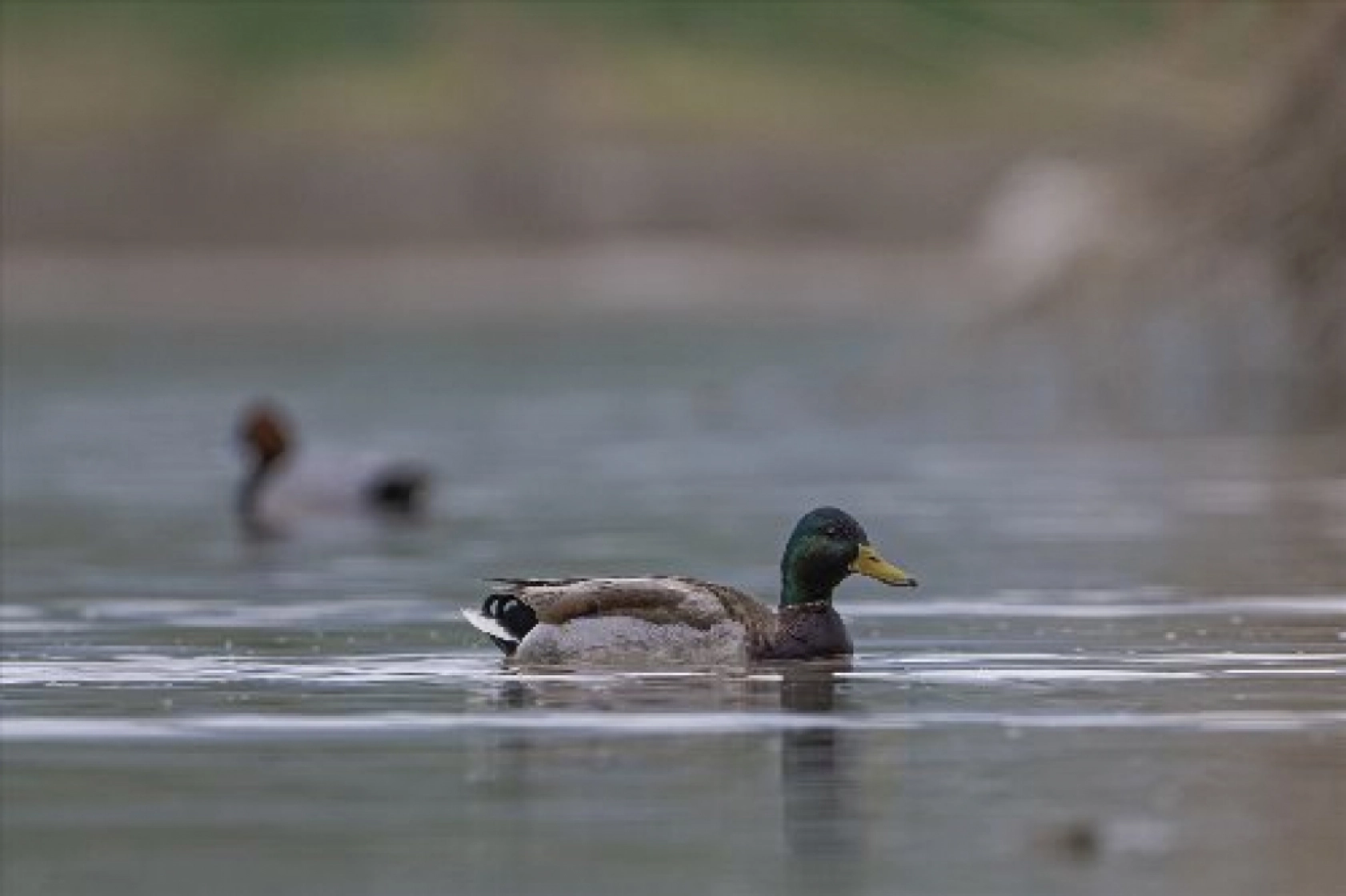 Van Gölü havzasında kuş popülasyonu artıyor